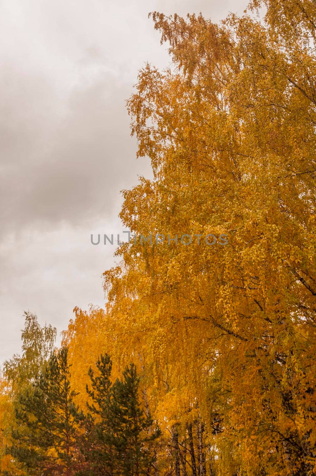 Autumn scenery. Beautiful scene with birches in yellow autumn birch forest in october among other birches in birch grove by inxti