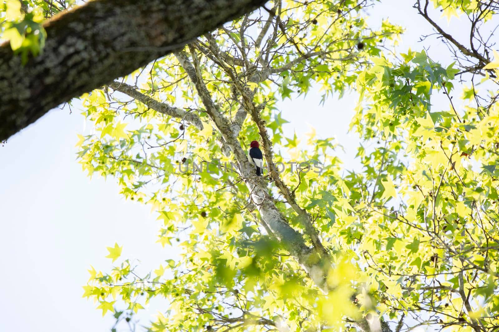 Adult red-headed woodpecker (Melanerpes erythrocephalus) foraging on a tree limb