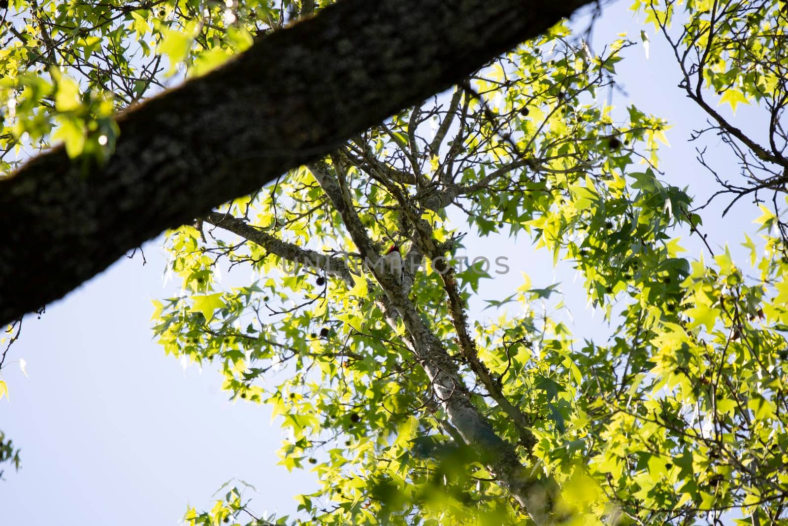 Adult red-headed woodpecker (Melanerpes erythrocephalus) calling out from its perch on a tree limb