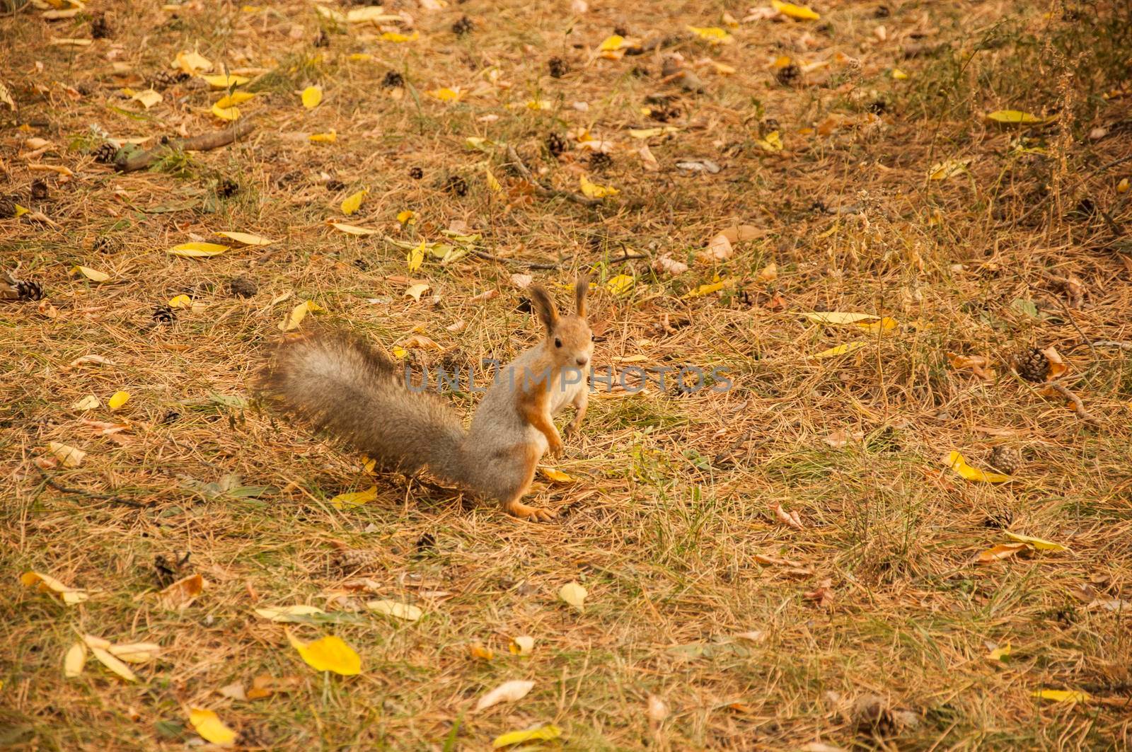  A wild squirel captured in a cold sunny autumn day