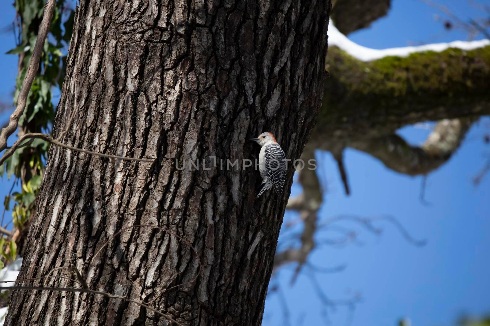 Female red-bellied woodpecker (Melanerpes carolinus) drilling into a tree trunk below a snow-dusted limbMelanerpes carolinus