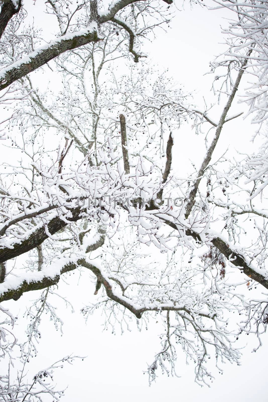 Snow-Covered Tree Limbs by tornado98
