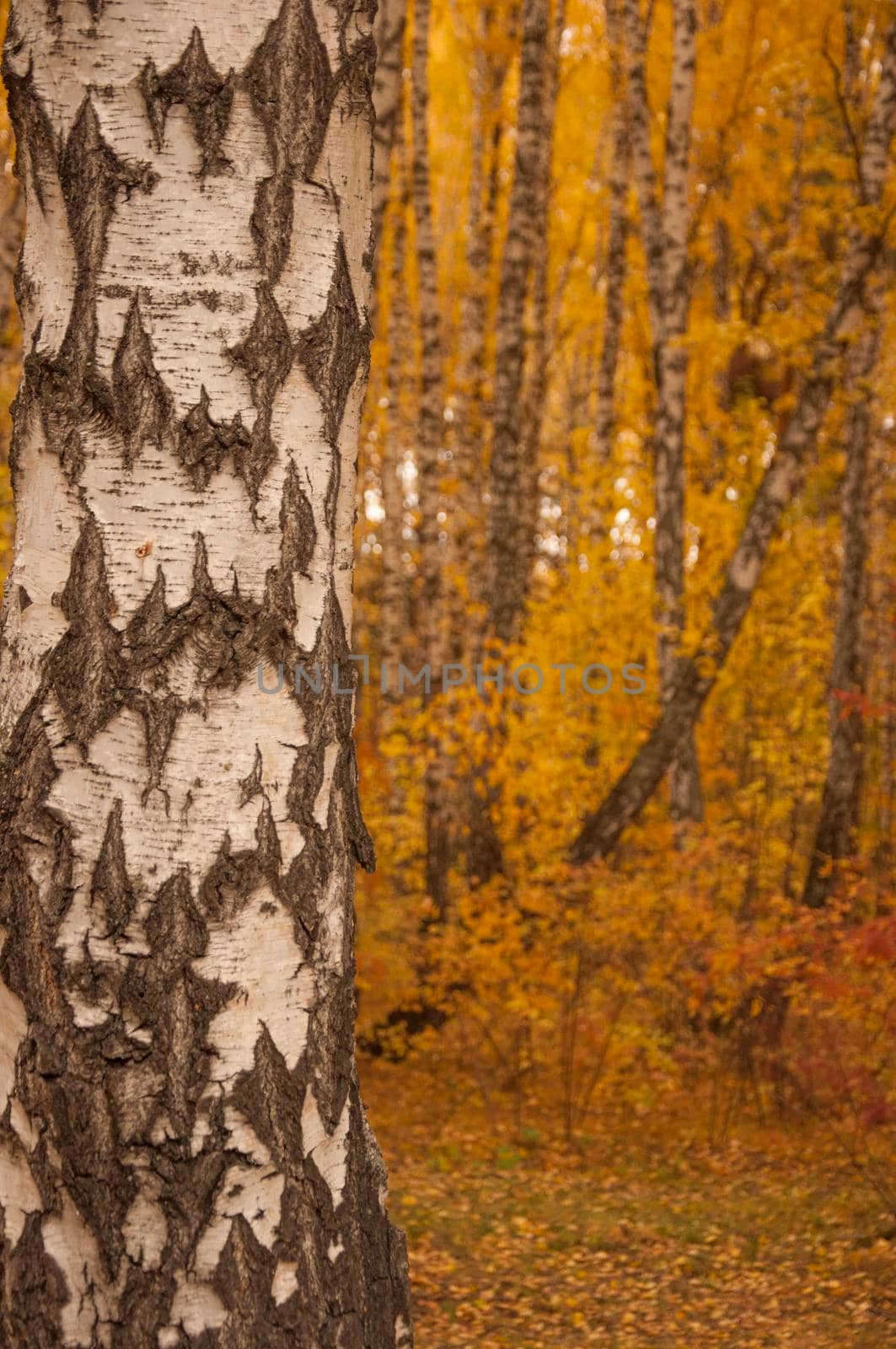 Autumn scenery. Beautiful gold fall in forest. Beautiful scene with birches in yellow autumn birch forest in october among other birches in birch grove