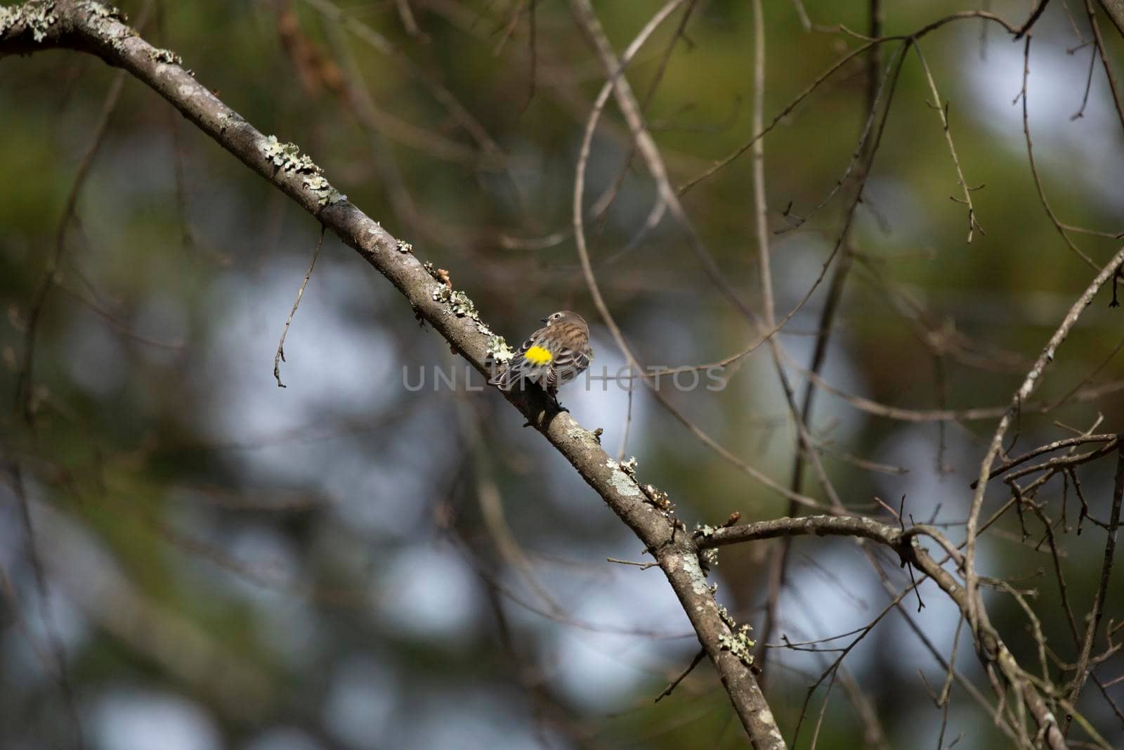Curious yellow-rumped warbler (Setophaga coronata) looking over its shoulder