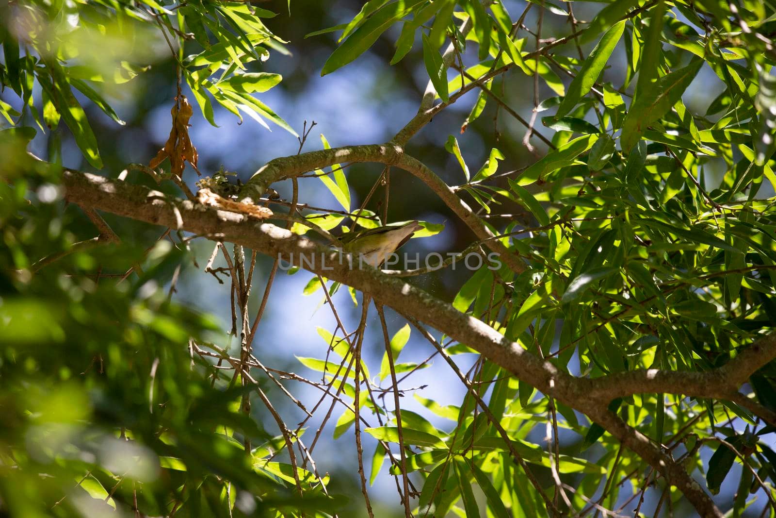Immature Tennessee warbler (Leiothlypis peregrina) looking out from its perch on a tree limb