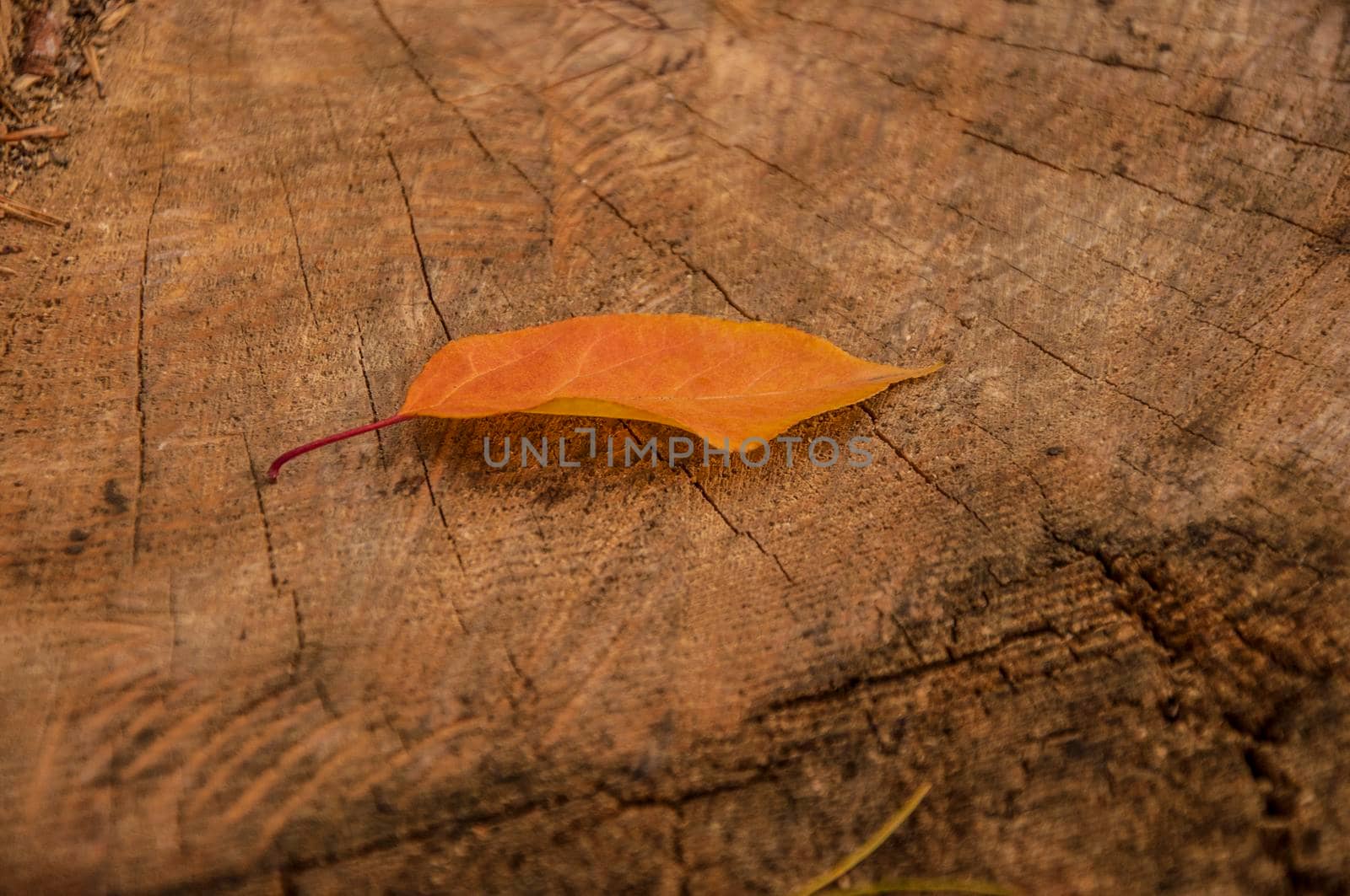dark wooden background with yellow leaf. symbol of autumn season. Fall time concept. flat lay. copy space