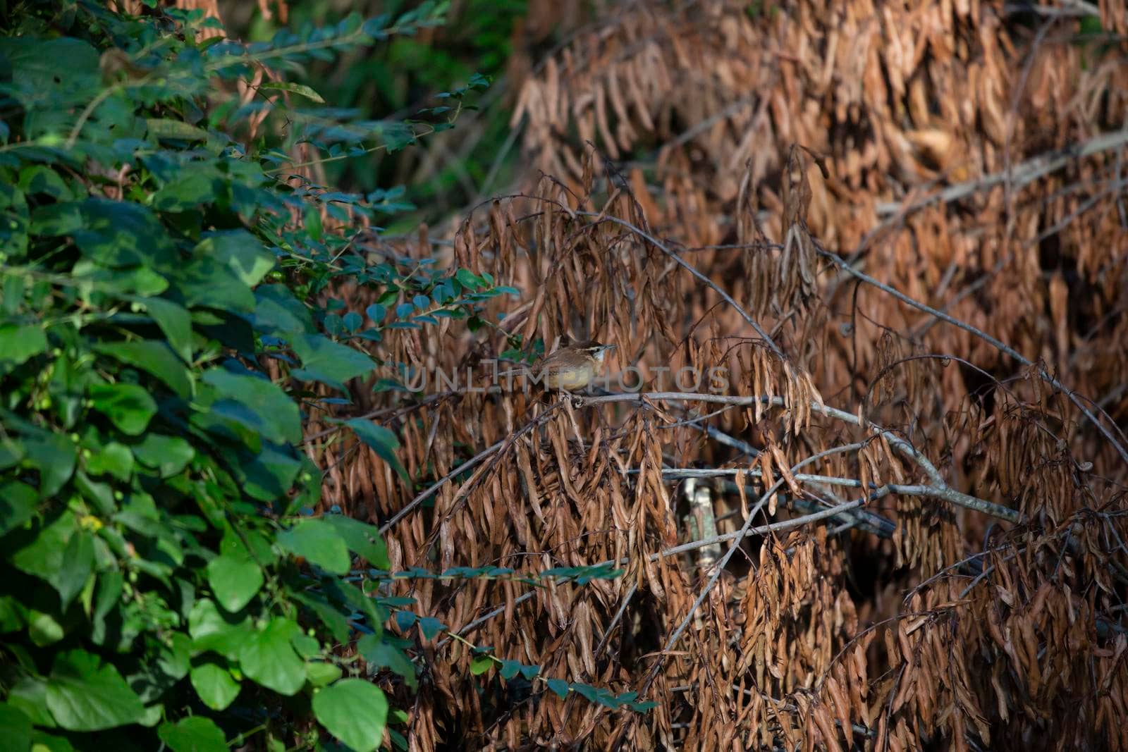 Carolina wren (Thryothorus ludovicianus) perched on a fallen tree limb