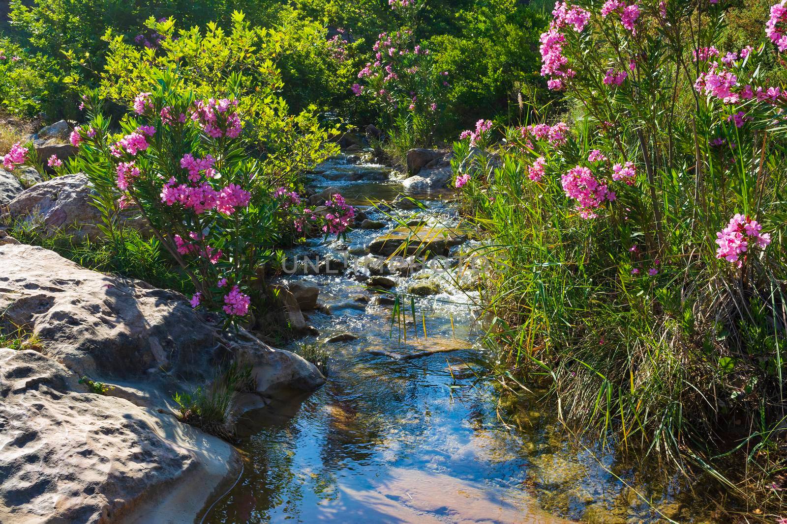 Beautiful creek in Penteli mountain near Athens, Greece. by ankarb
