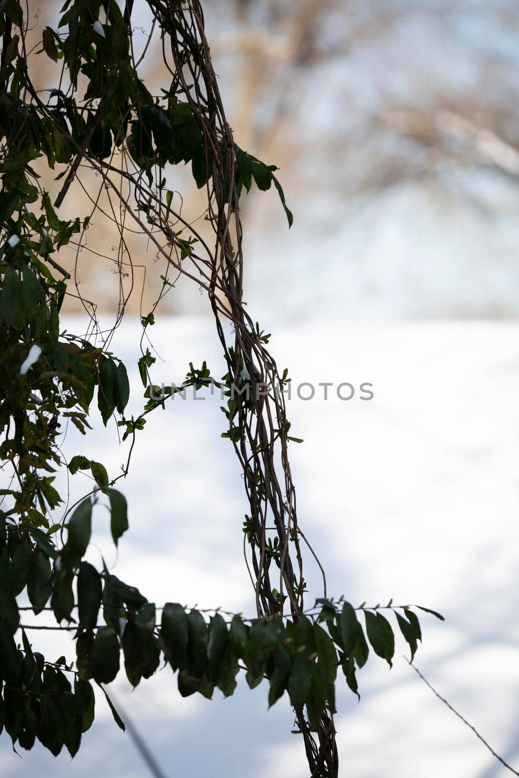 Vine in Front of Snow-Covered Roof by tornado98