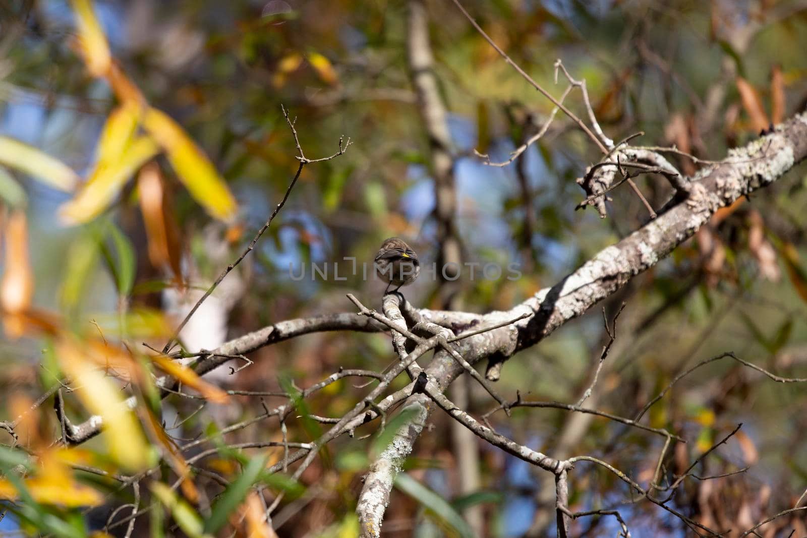 Female yellow-rumped warbler (Setophaga coronata) facing away on a tree branch