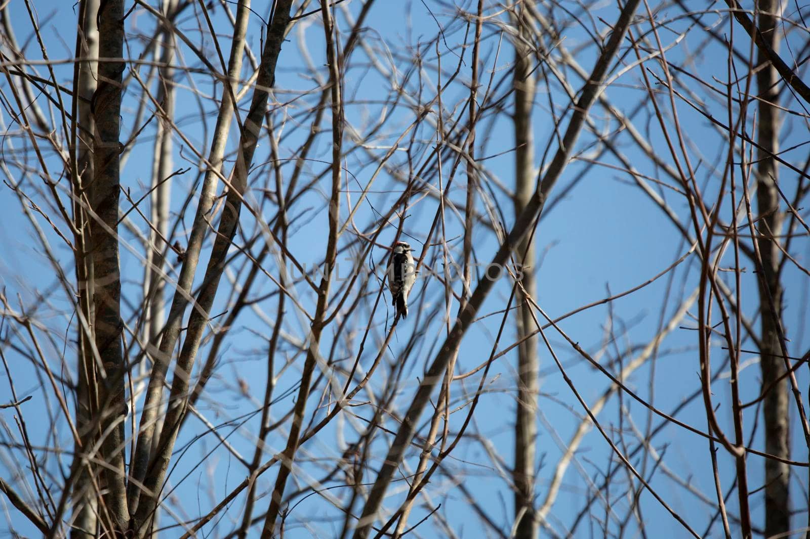 Majestic downy woodpecker (Picoides pubescens) looking out curiously from its perch on a branch