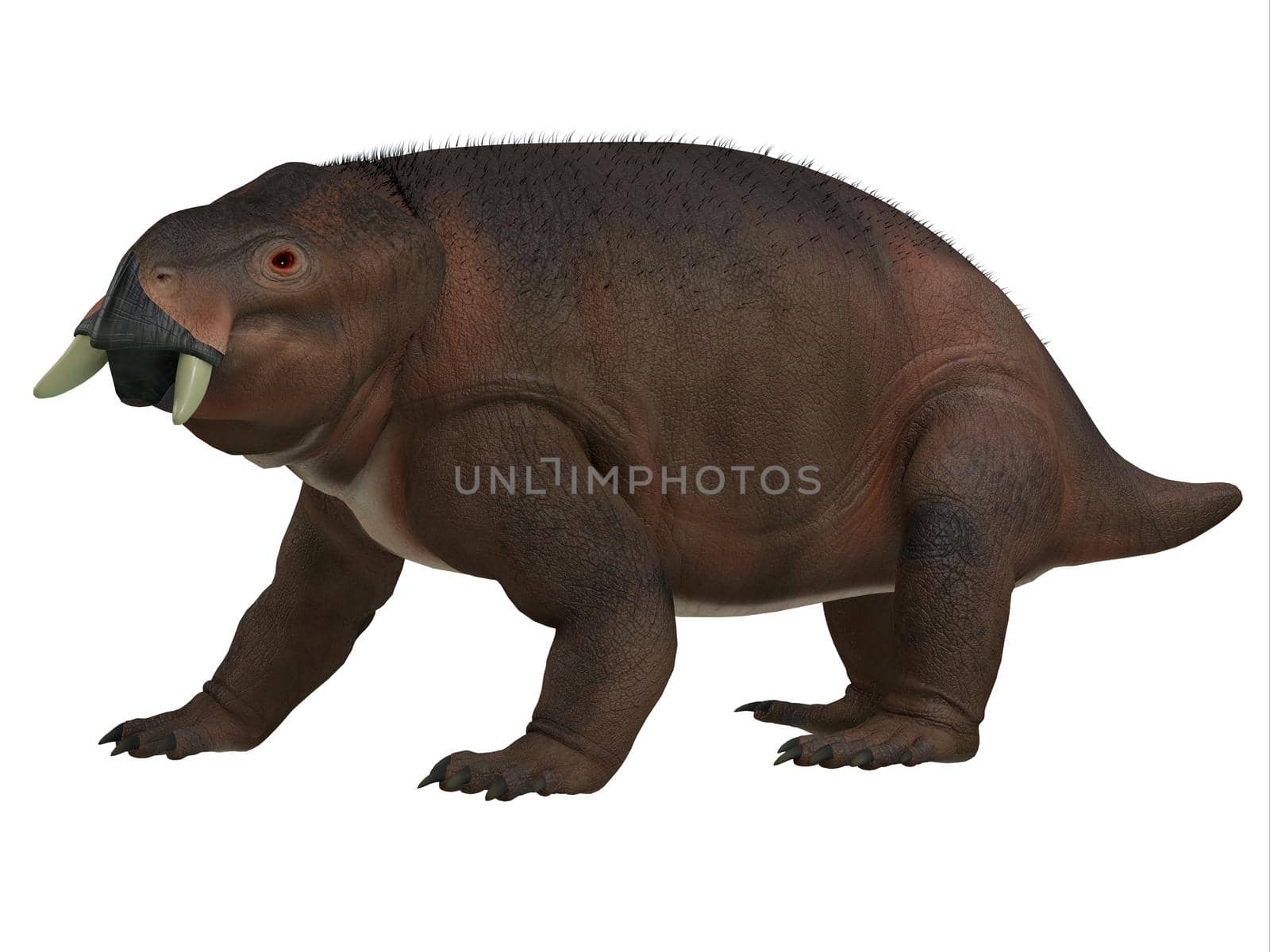 Placerias was a herbivorous therapsid dicynodont that lived in Arizona, USA during the Triassic Period.
