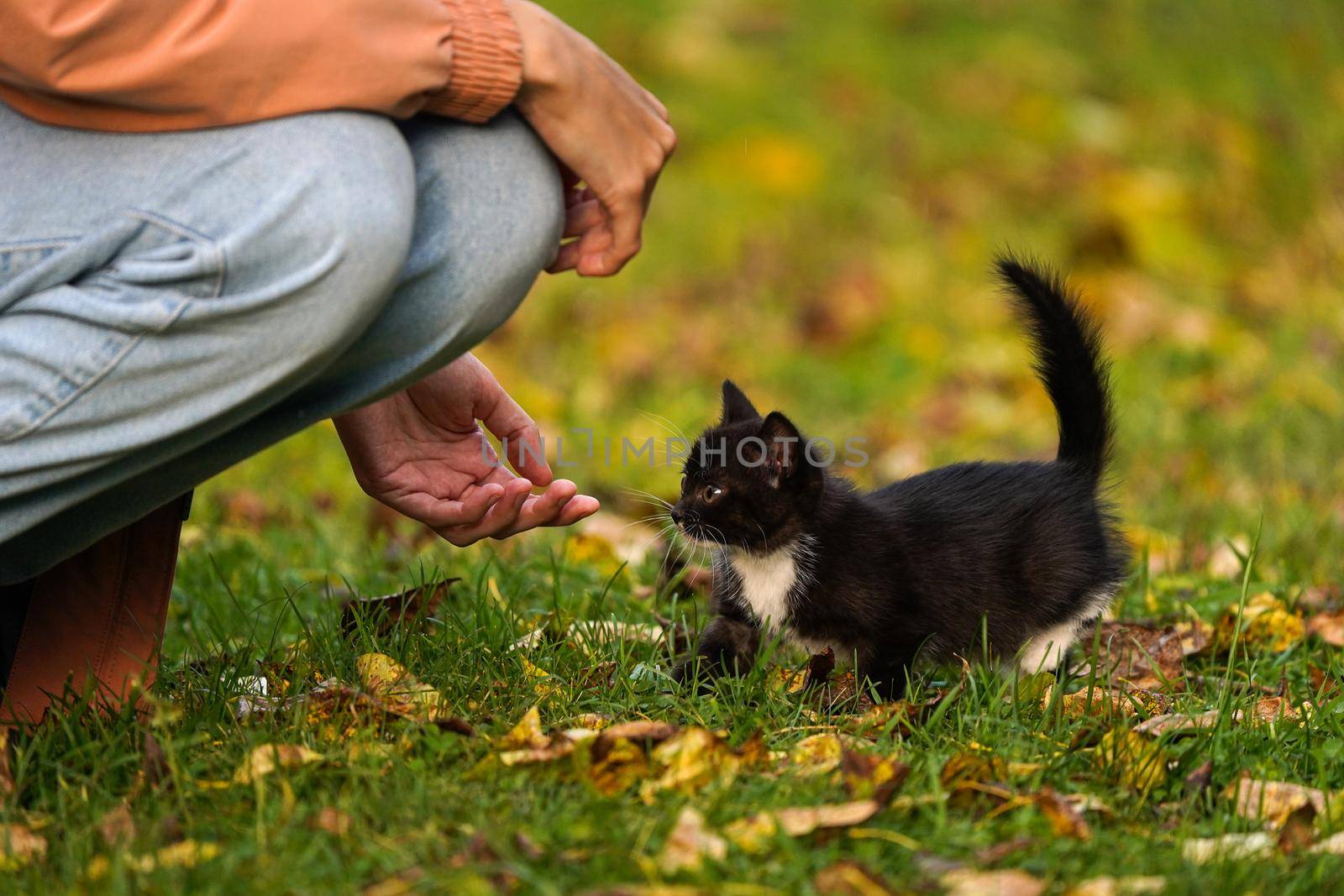 Small black kitten walks to a human stretching out his hand to the kitten by danilum