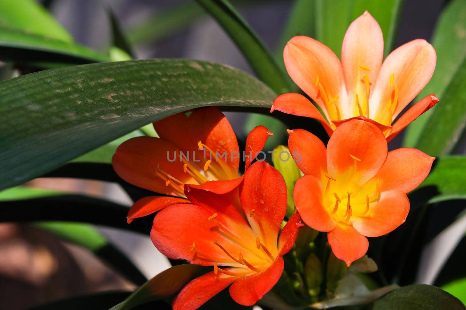 Vibrant Blooming Bush Lily Flowers (Clivia miniata) by jjvanginkel