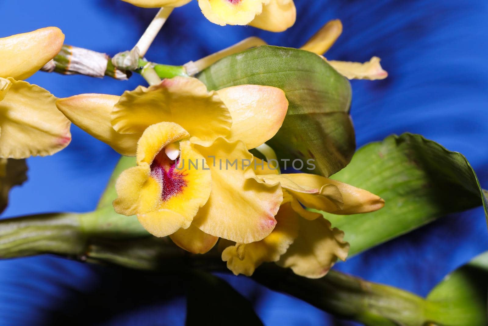 Brightly colored golden yellow flowered dendrobium orchid (Dendrobium chrysanthum) flower close-up, South Africa