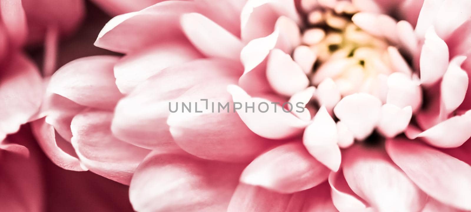 Flora, branding and love concept - Pink daisy flower petals in bloom, abstract floral blossom art background, flowers in spring nature for perfume scent, wedding, luxury beauty brand holiday design