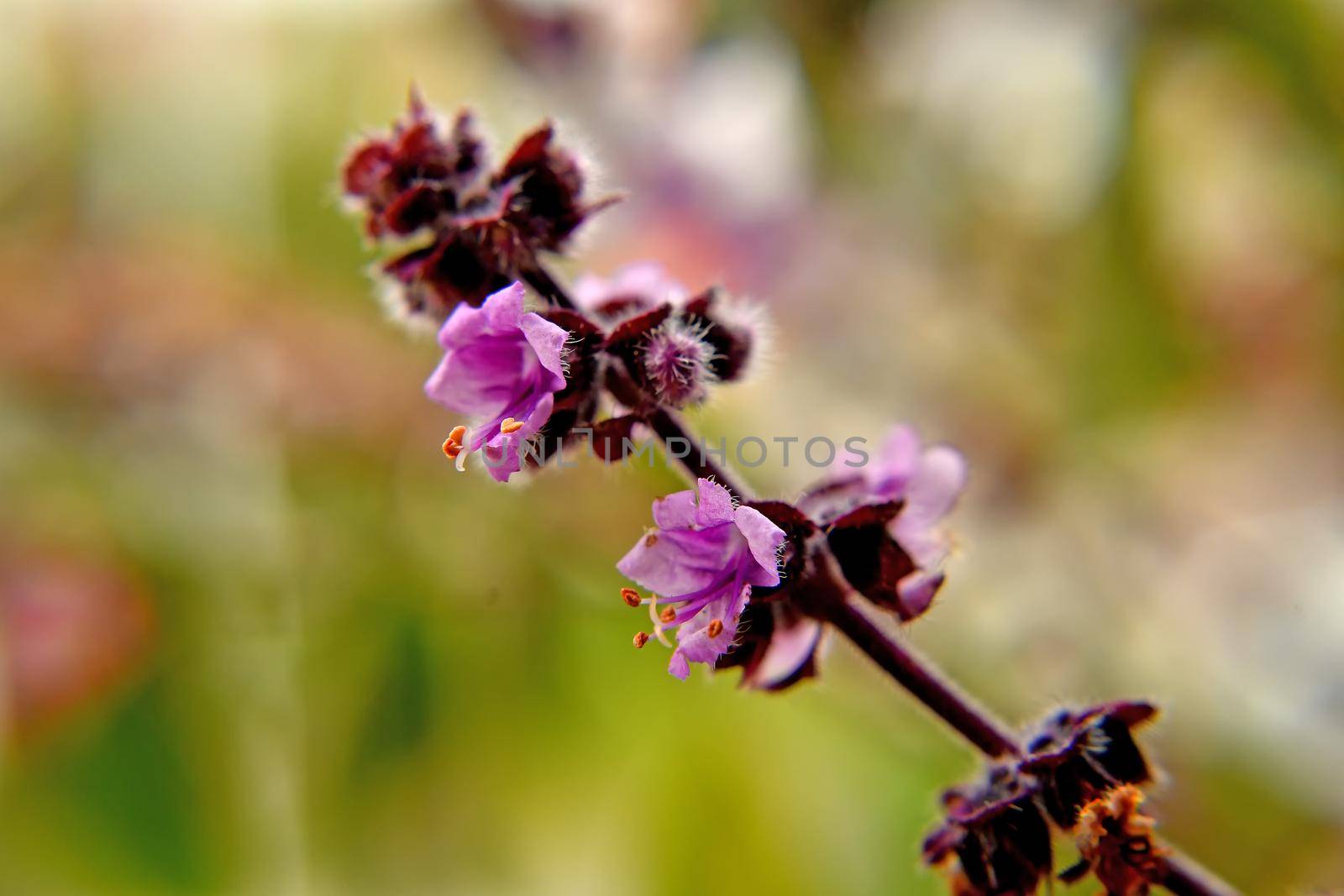 basil flower of African blue basil