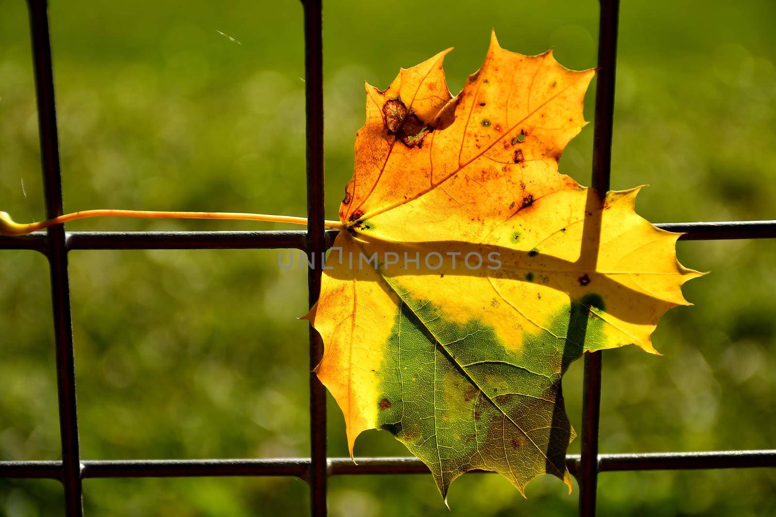 autumnal colored maple leaf in a fence in backlit by Jochen