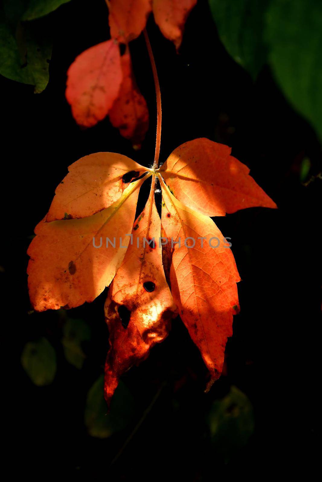 wild wine leaves in autumnal colors in backlit by Jochen