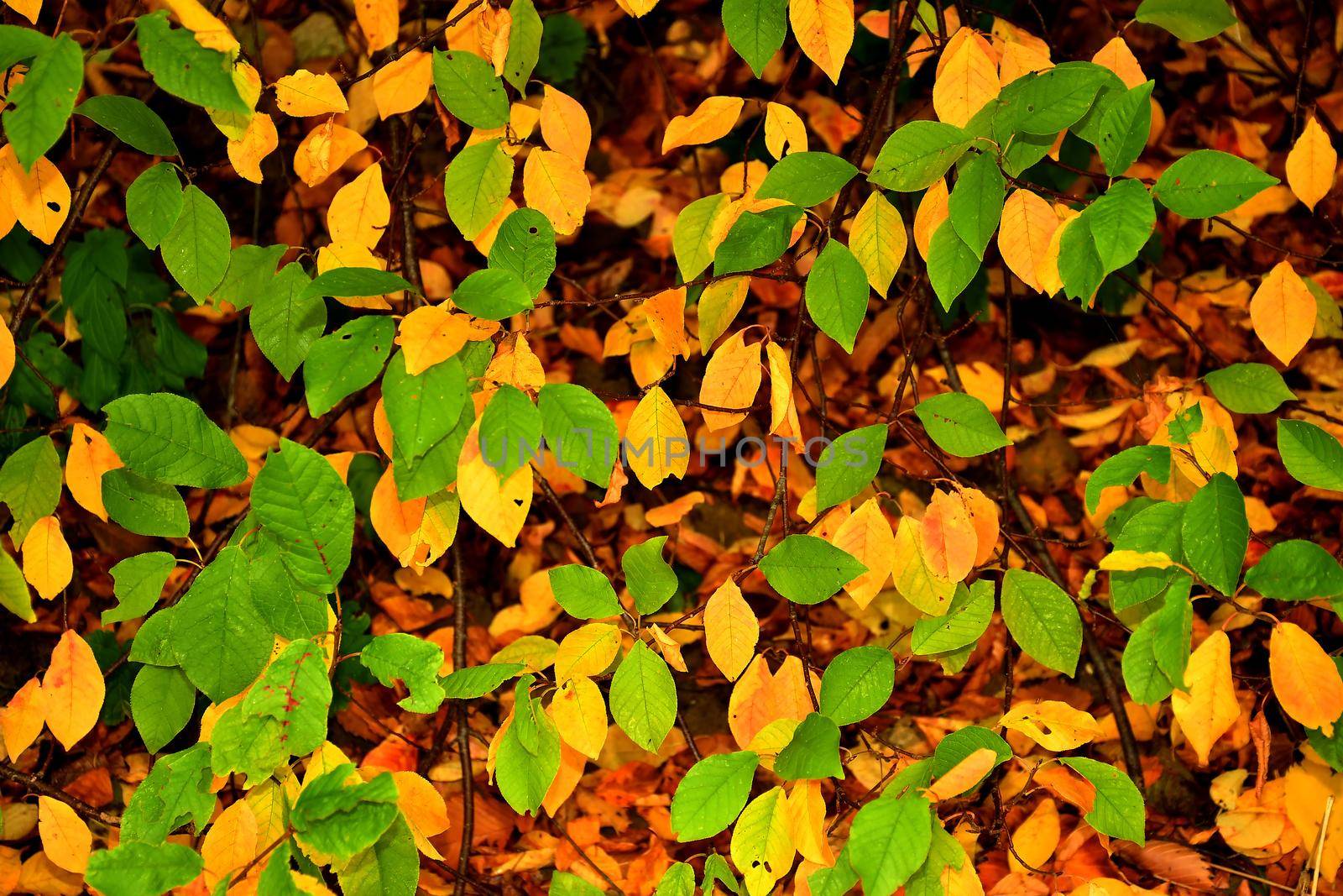 autumnal colored yellow and green leaves on a bush by Jochen