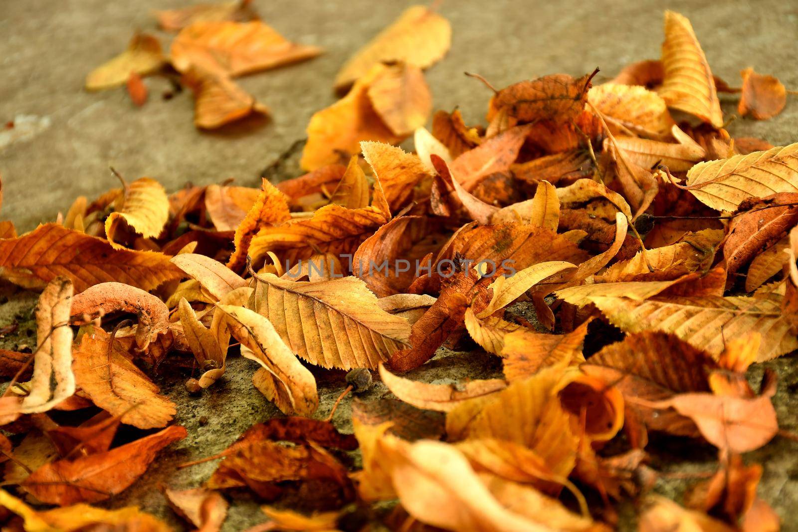 autumal painted leaves on a street in a heap by Jochen