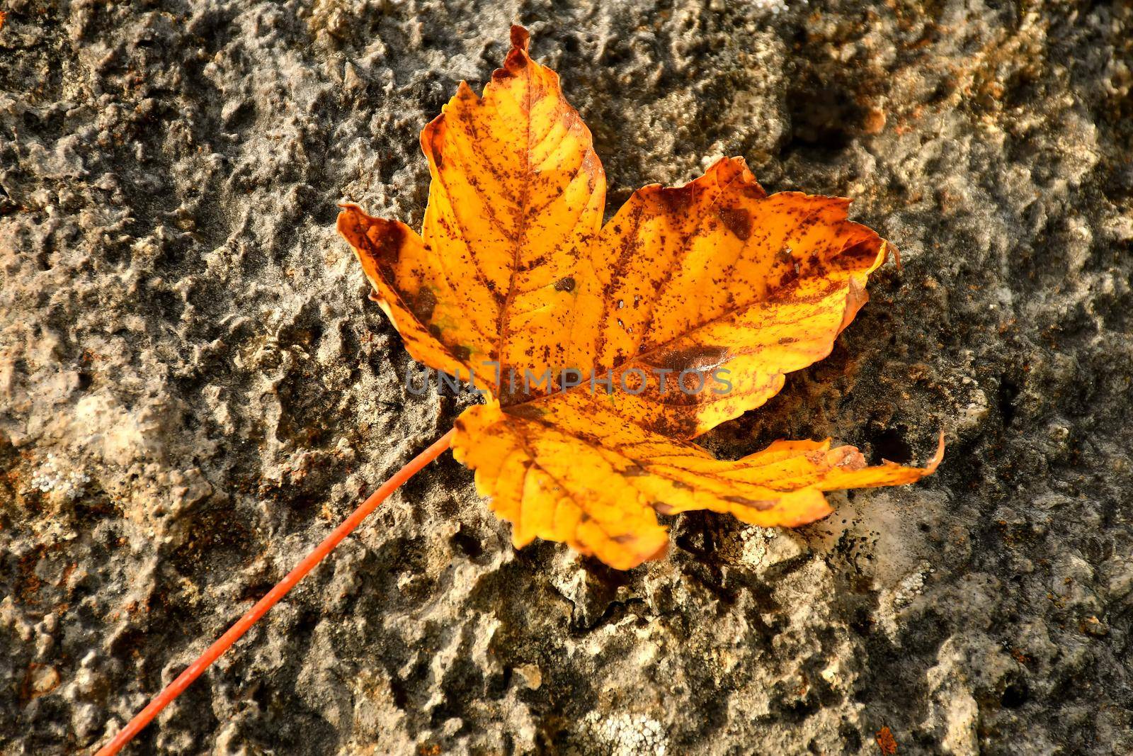 autumnal colored maple leaf in backlit on a rough stone by Jochen