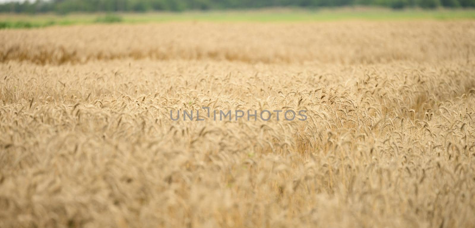 large field with ripe ears of wheat on a summer day, selective focus by ndanko