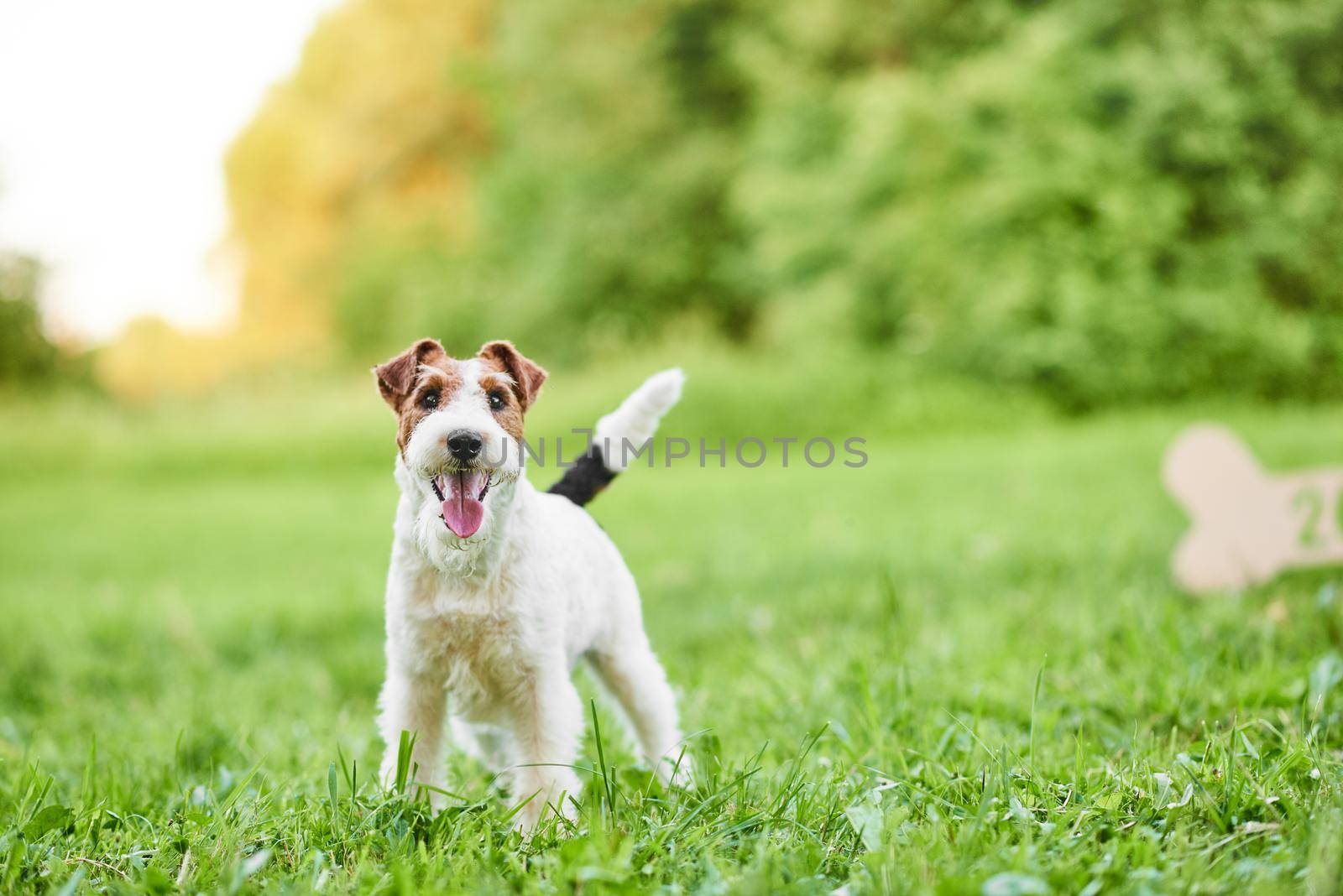 Adorable happy fox terrier dog at the park 2018 new year greetin by SerhiiBobyk