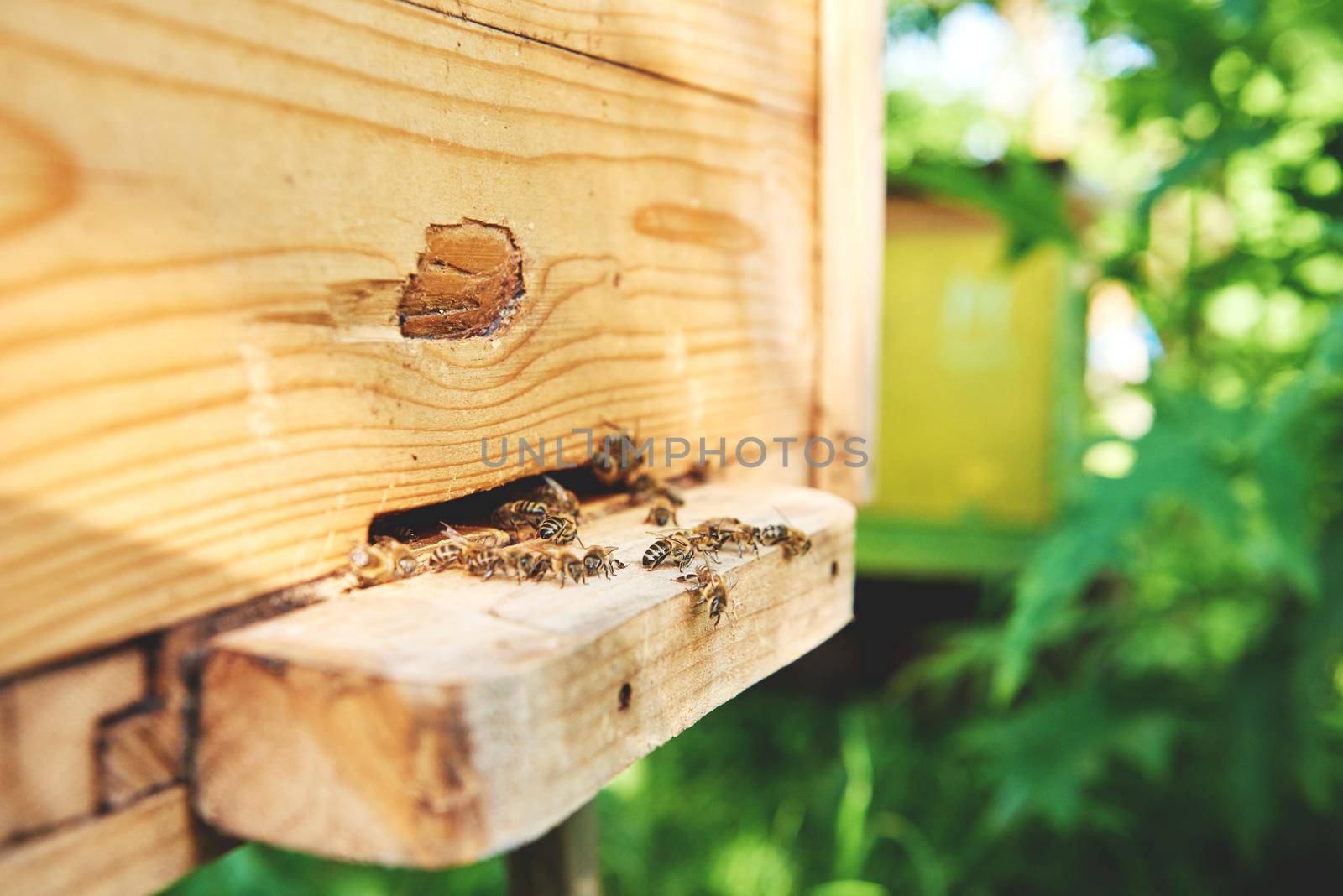 Close up of honey bees flying to landing boards of a bee house on apiary working beehive beekeeping honeycraft apiculture farming concept. 