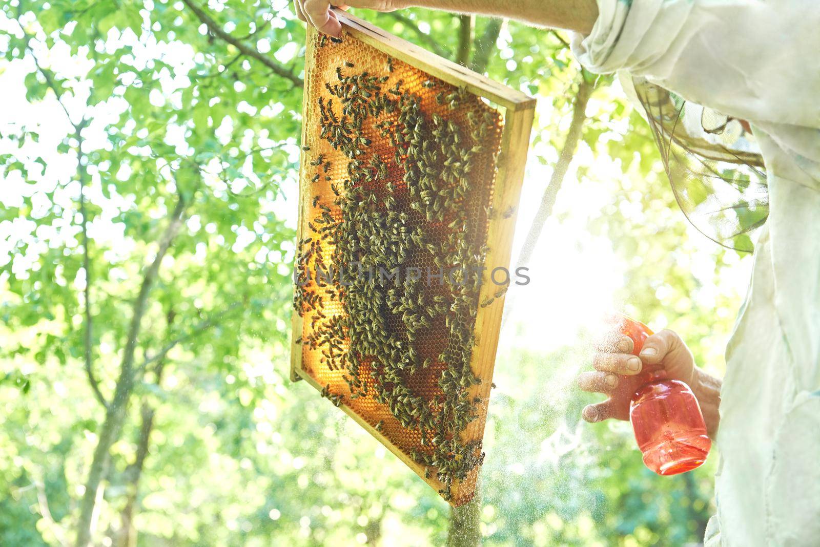 Low angle shot of a beekeeper holding honeycomb and spraying it working in his apiary in the garden.