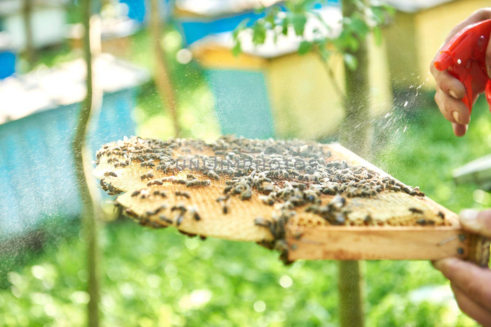Cropped close up of a beekeeper spraying honeycomb with bees working in apiary.
