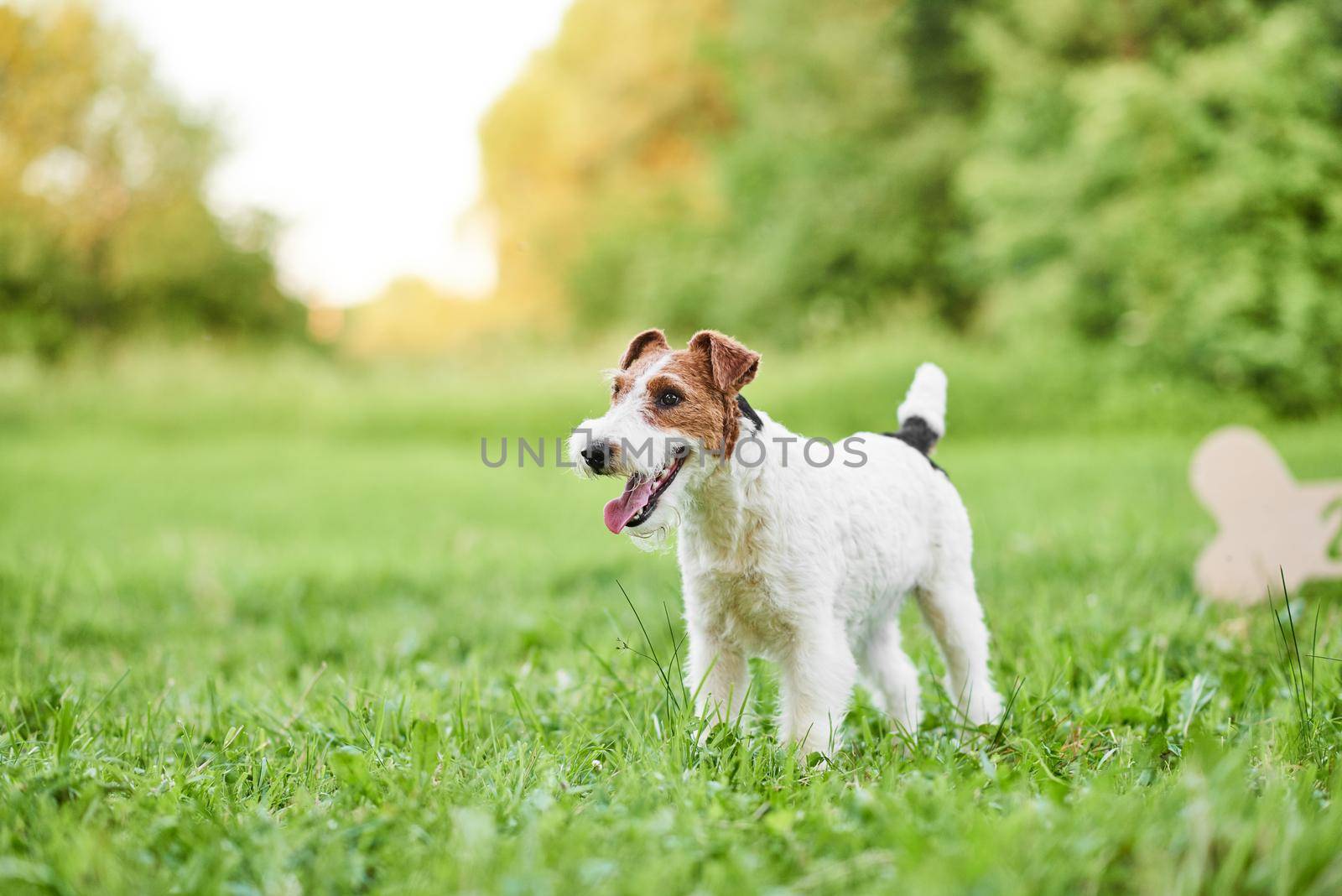 Adorable happy fox terrier dog at the park 2018 new year greetin by SerhiiBobyk