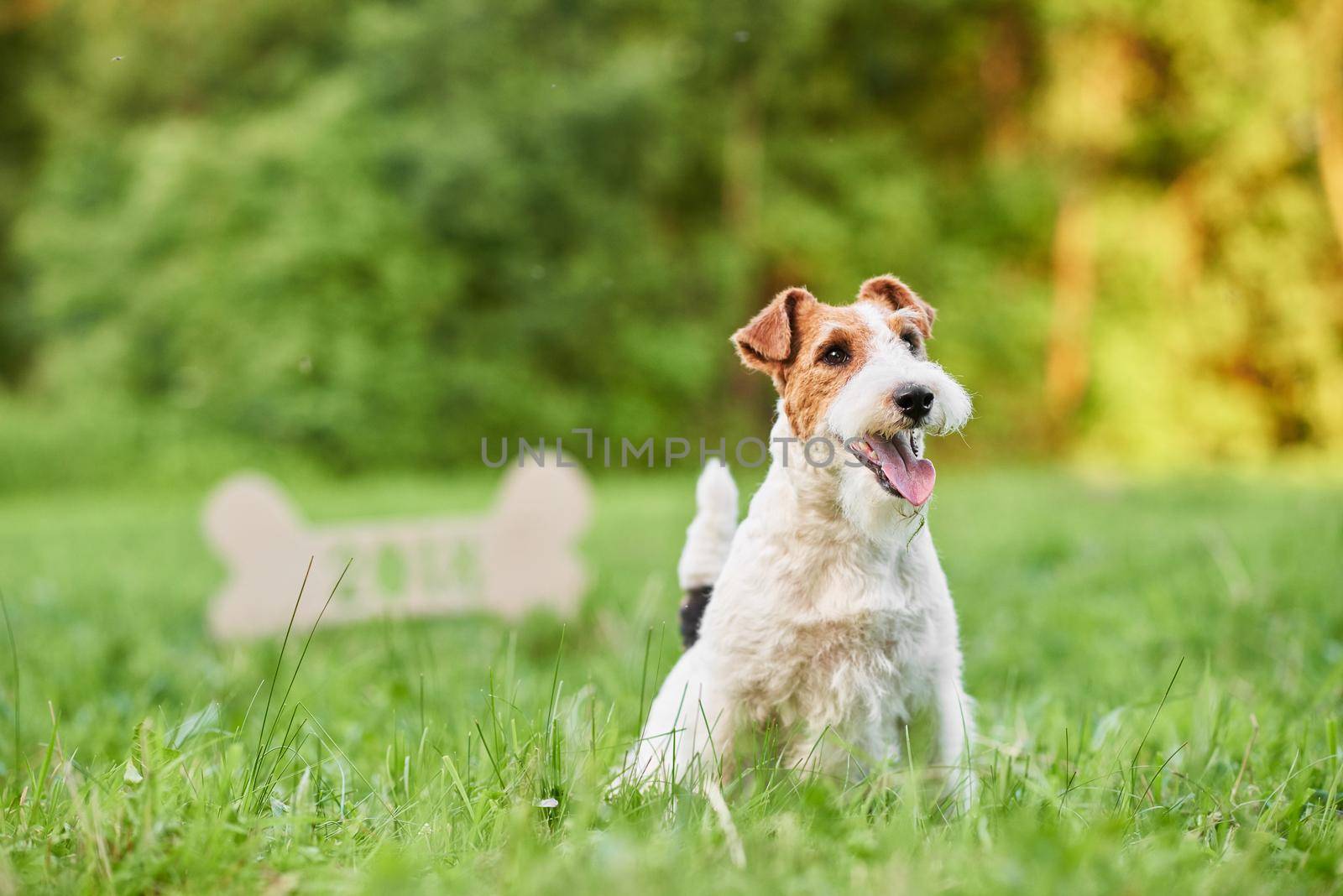 Portrait of a happy fox terrier sitting in the grass at the park wooden bone sign on the background copyspace dogs pets animals lifestyle enjoyment.