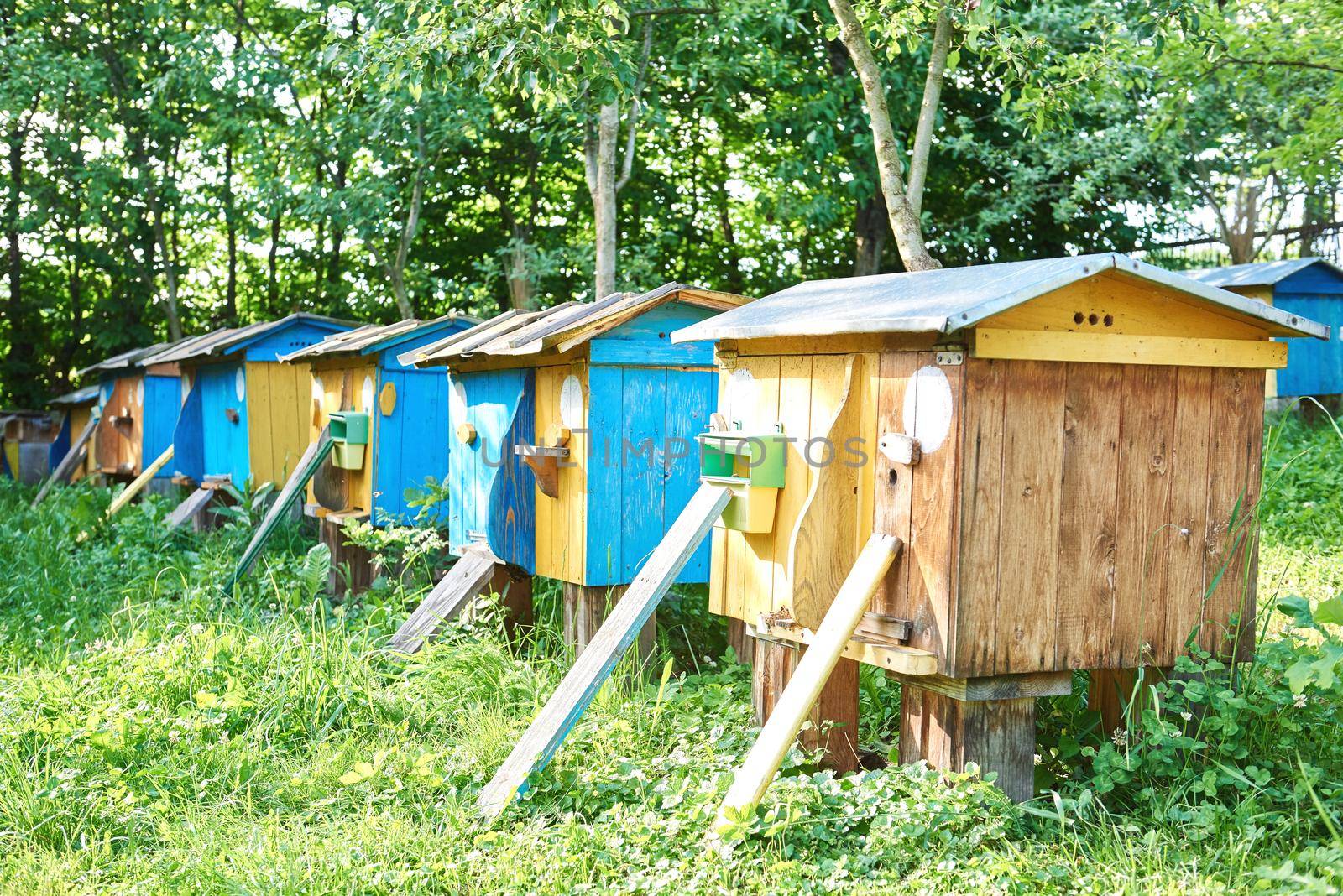 Row of beehives set in a garden beekeeping apiary apiculture honey produce crafting lifestyle natural organic concept.