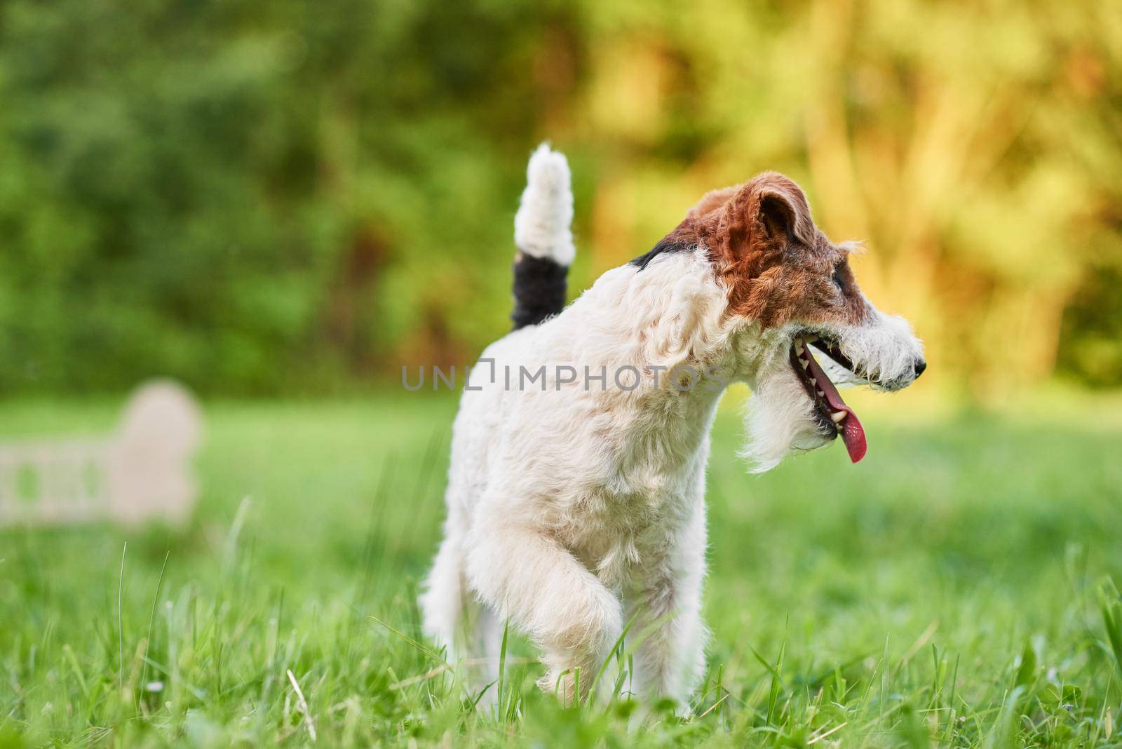 Shot of a wire fox terrier playing in the park running in the grass.