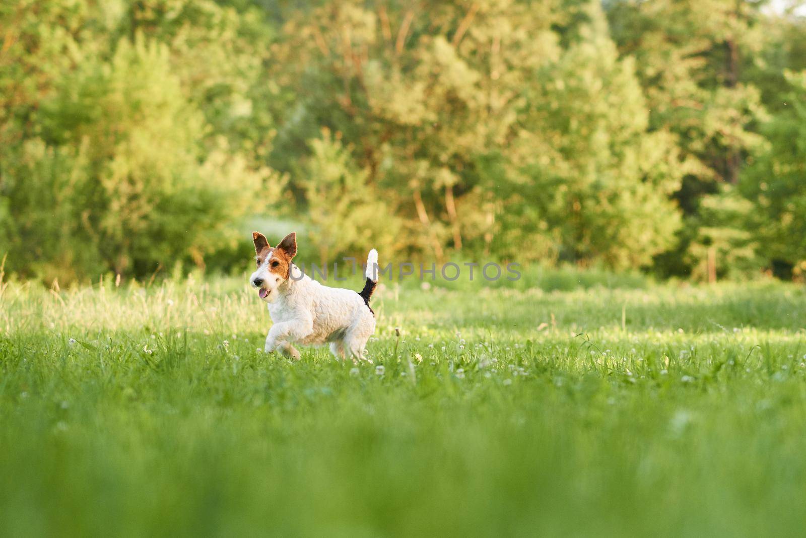 Adorable happy fox terrier dog at the park by SerhiiBobyk