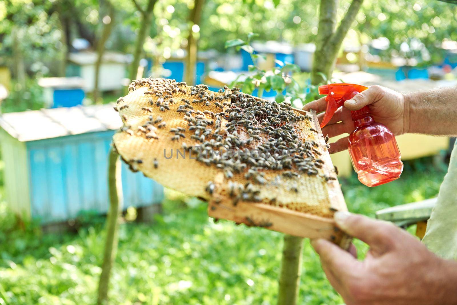 Professional beekeeper holding honeycomb with bees and spray working harvesting honey insects lifestyle hobby profession concept.