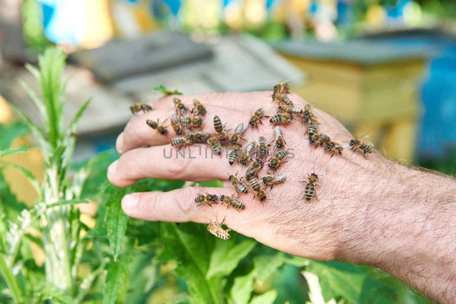 Cropped close up of a hand of a professional beekeeper with bees apiculture farmer farming honey insects.