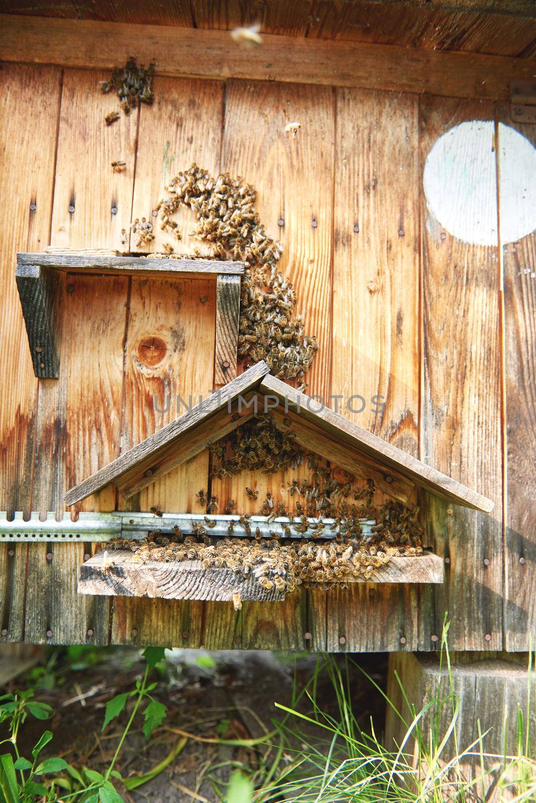 Vertical shot of honey bees swarming on their beehive in an apiary honeycraft farming natural organic producing concept.