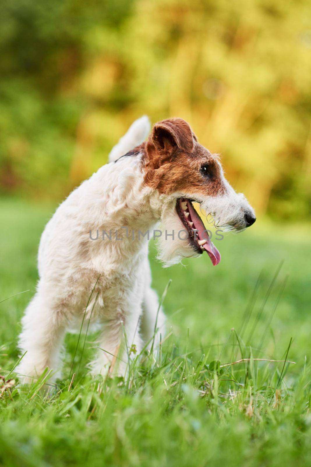 Adorable happy fox terrier dog at the park by SerhiiBobyk