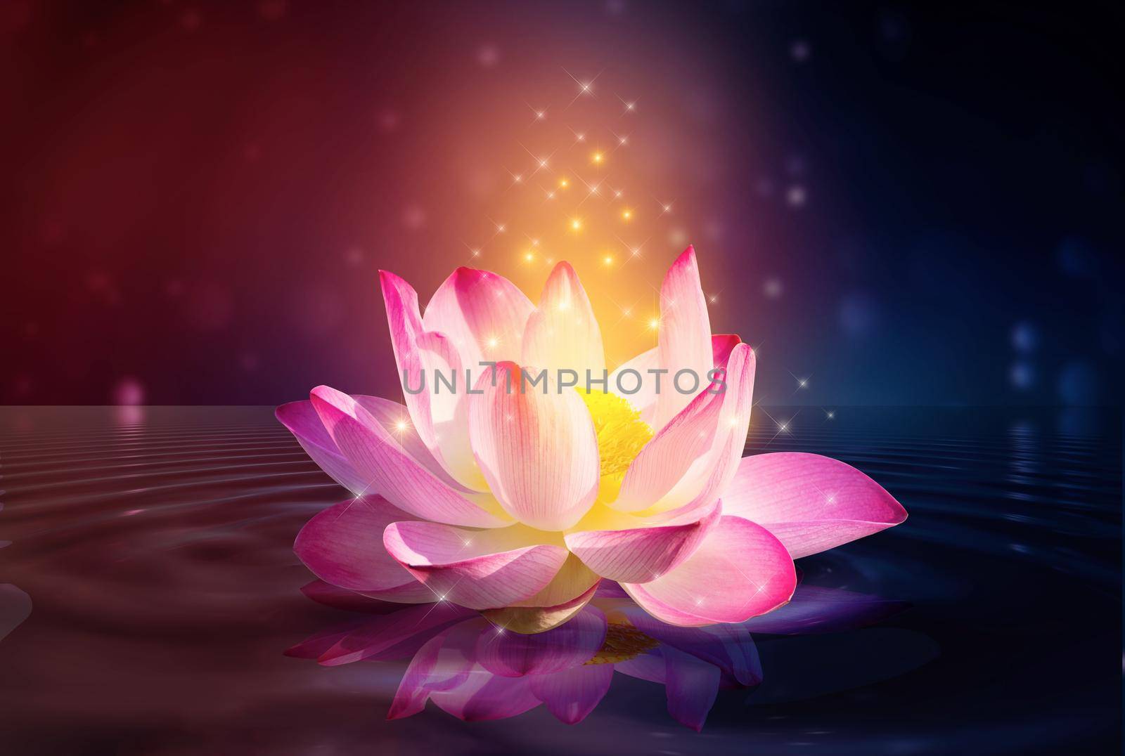 lotus Pink light purple floating light sparkle purple background by sarayut_thaneerat