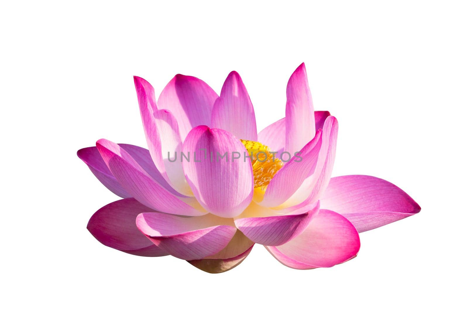 lotus Pink Isolate White flowers bloom by sarayut_thaneerat