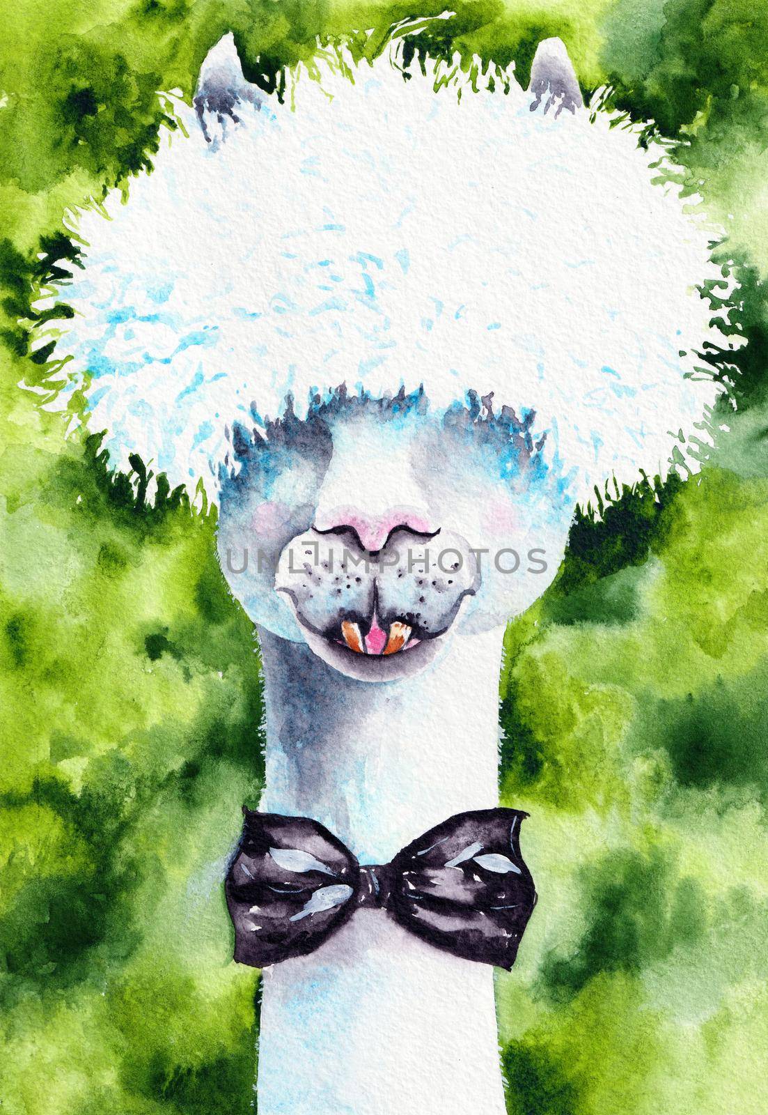 Cute Llama Watercolor Illustration Original Art at the paper. Alpaca Man Poster Hand Painted in Watercolour Style. Can be used for Print Wallpaper and Background.