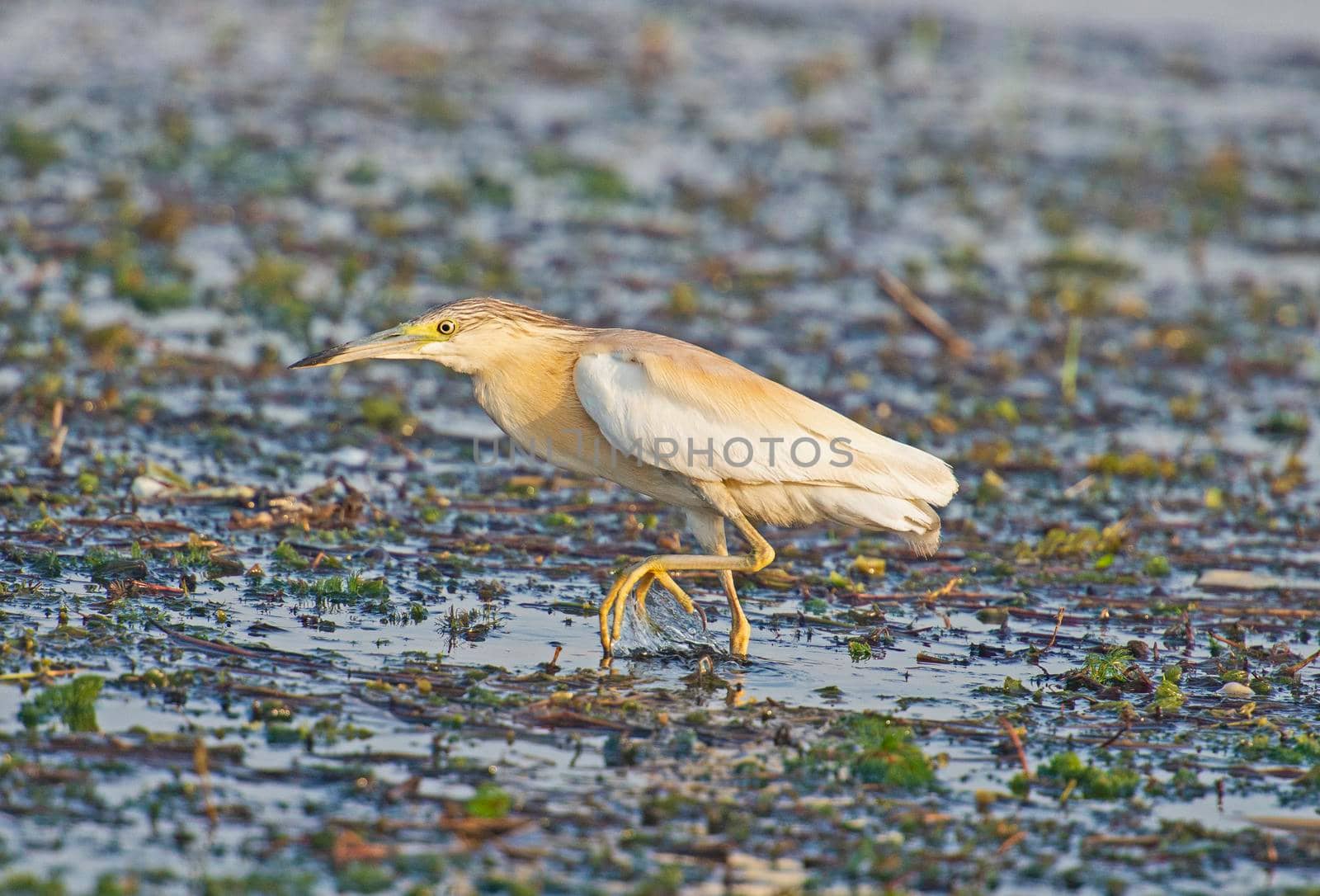 Squacco heron ardeola ralloides stood on edge of river bank wetlands in grass reeds