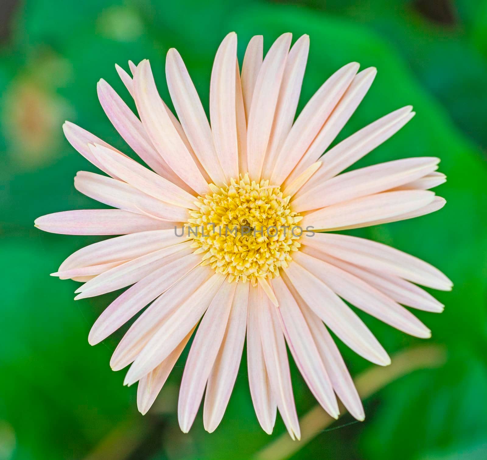Close-up detail of a white and yellow daisy flower petals and stigma in garden