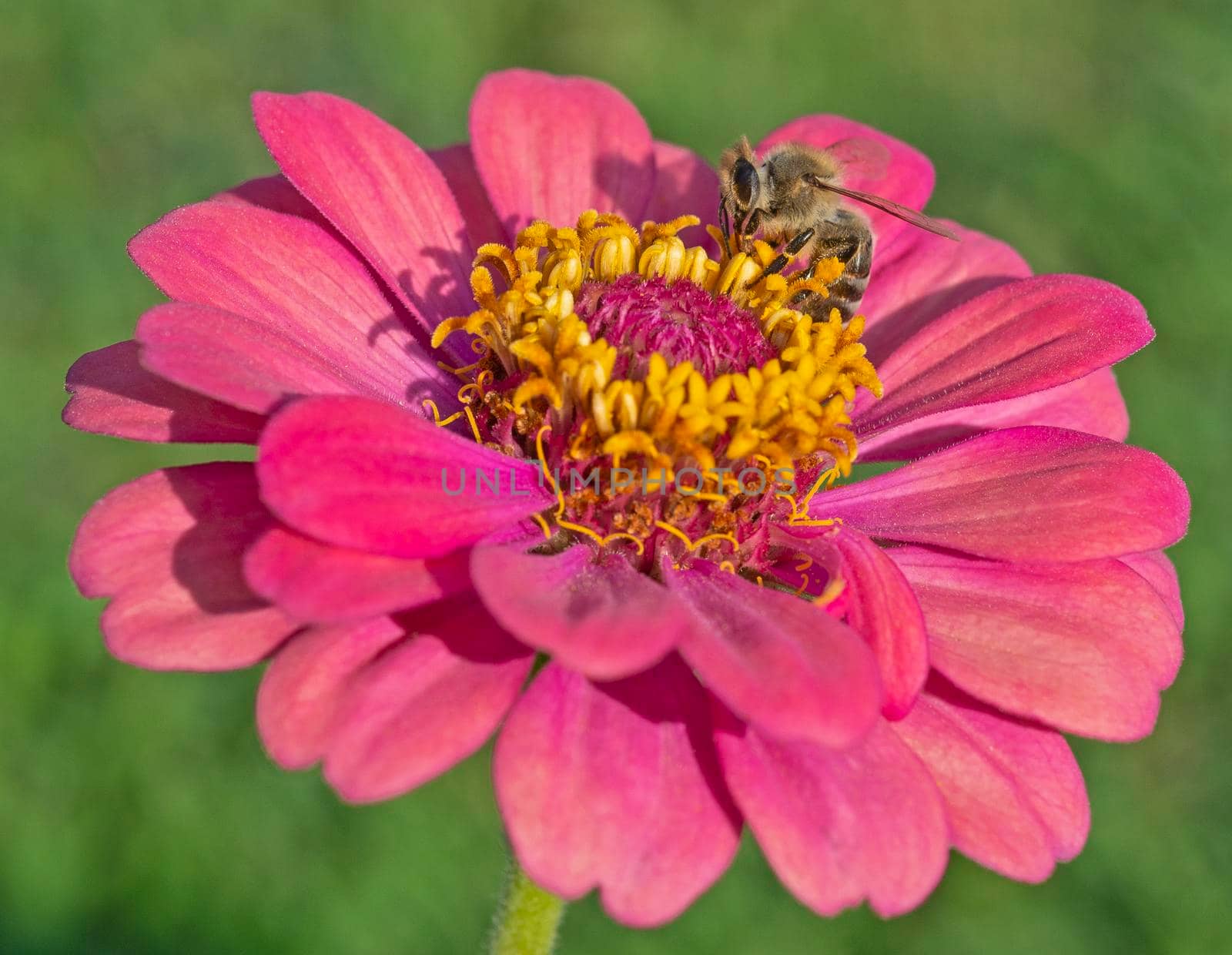 Close-up detail of a honey bee apis collecting pollen from stame on yellow and pink dahlia flower in garden