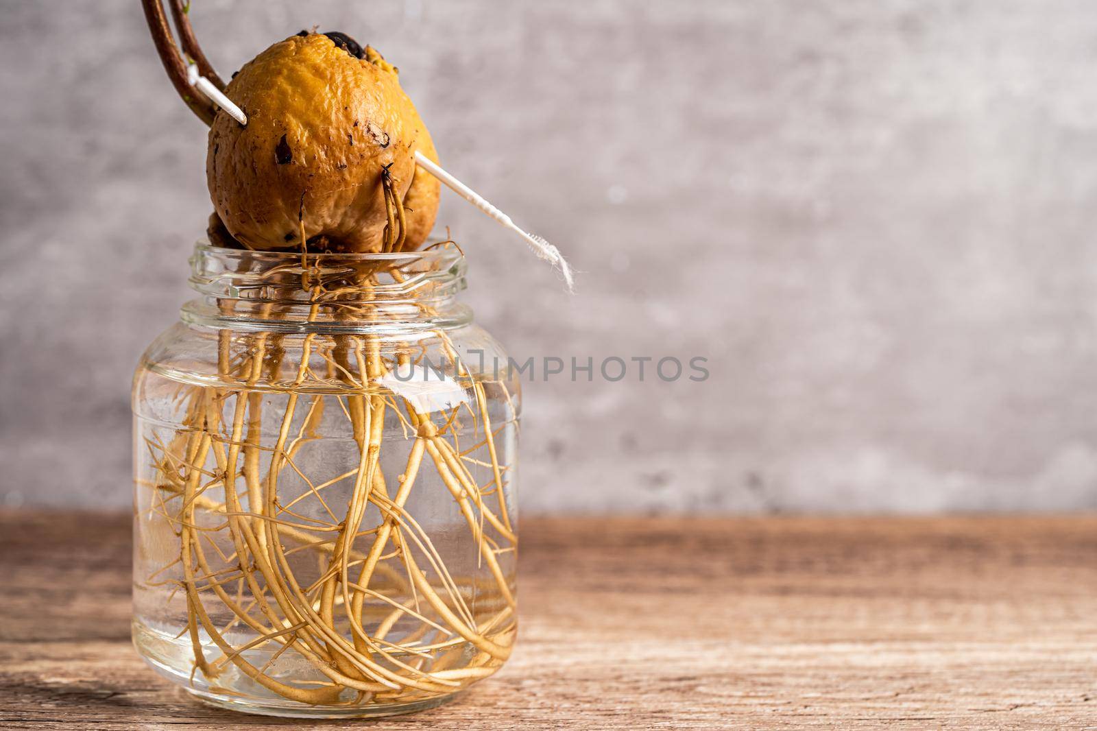 Avocado sprout plant from the seed grow with root in water glass.