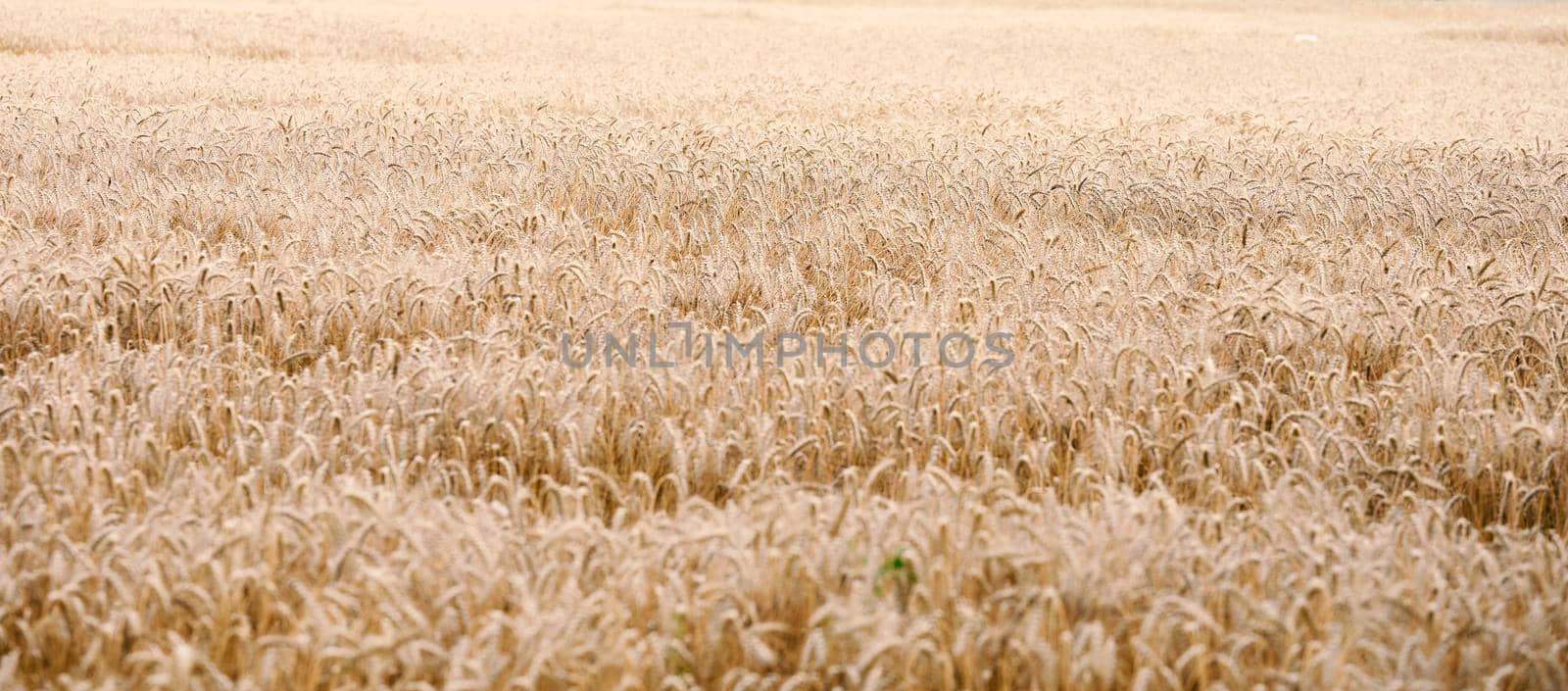 field with yellow ripe wheat on a summer day. Good harvest, banner by ndanko