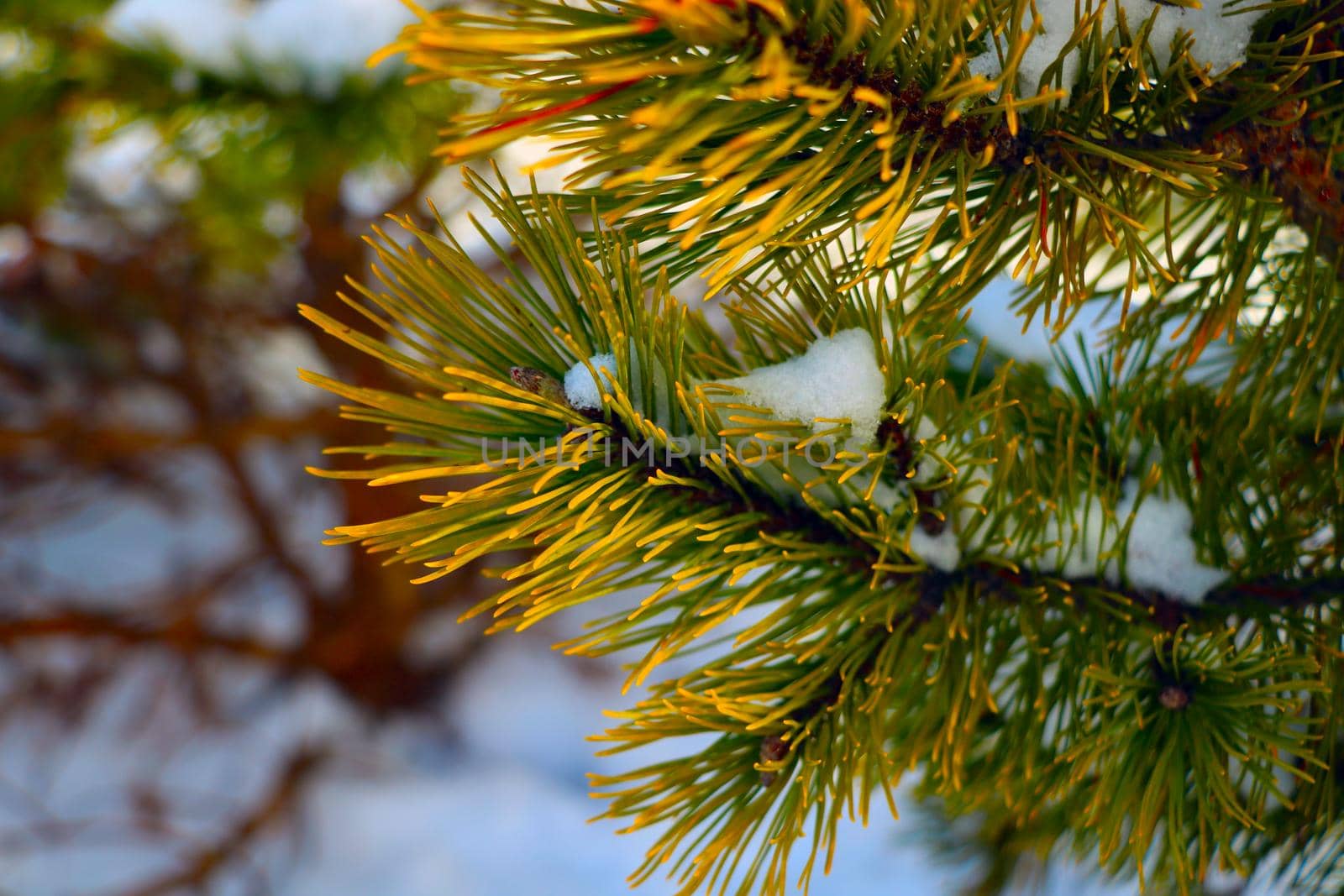 Beautiful young pine branch with snow in winter