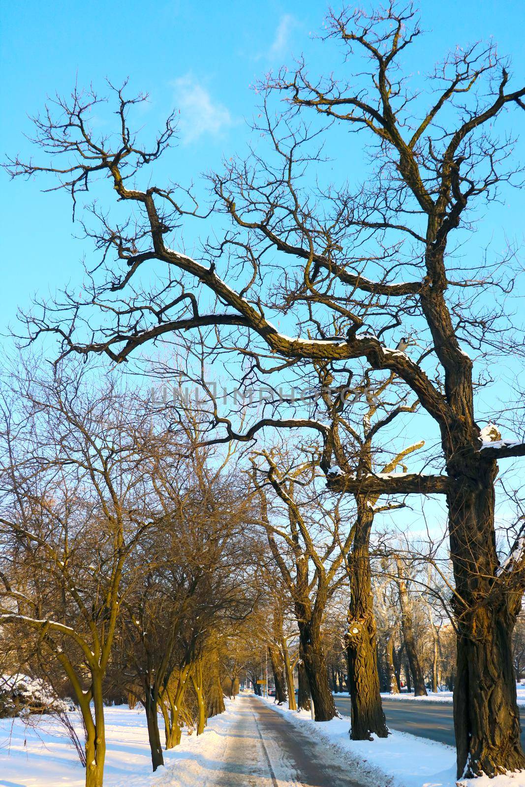 A large tree without leaves in winter against the blue sky